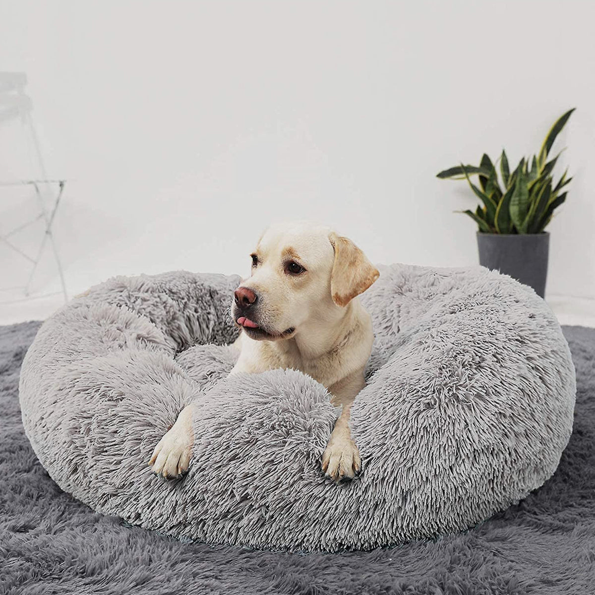Descubre nuestra colección para mascotas