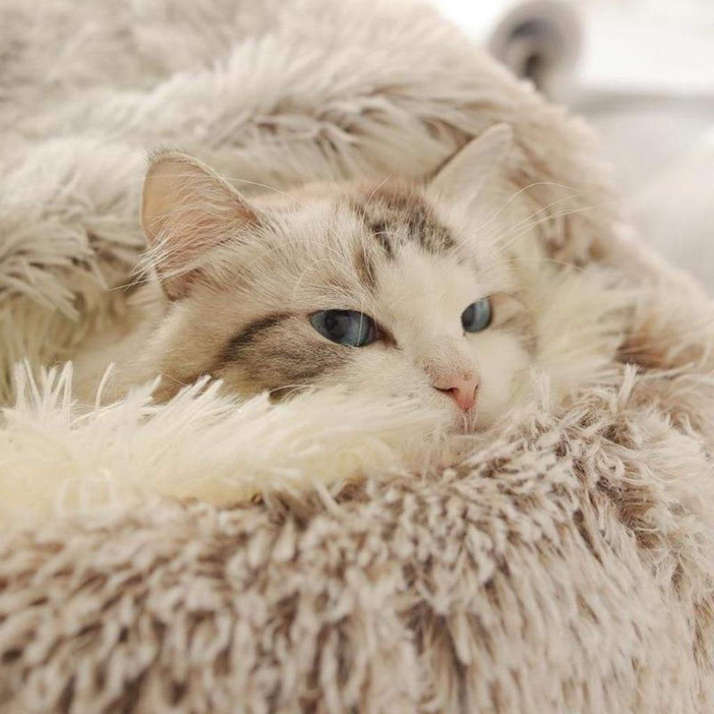 Cama redonda para mascotas con interior esponjoso calmante